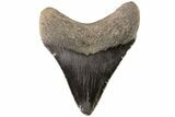 Serrated, Fossil Megalodon Tooth - Georgia #78201-2